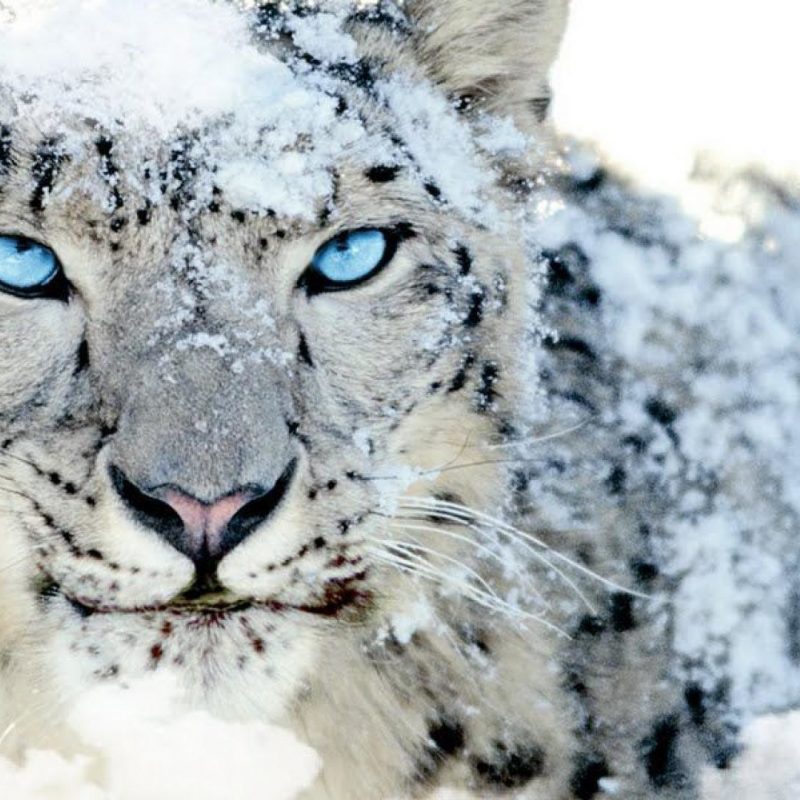 Mac os x snow leopard dvd download